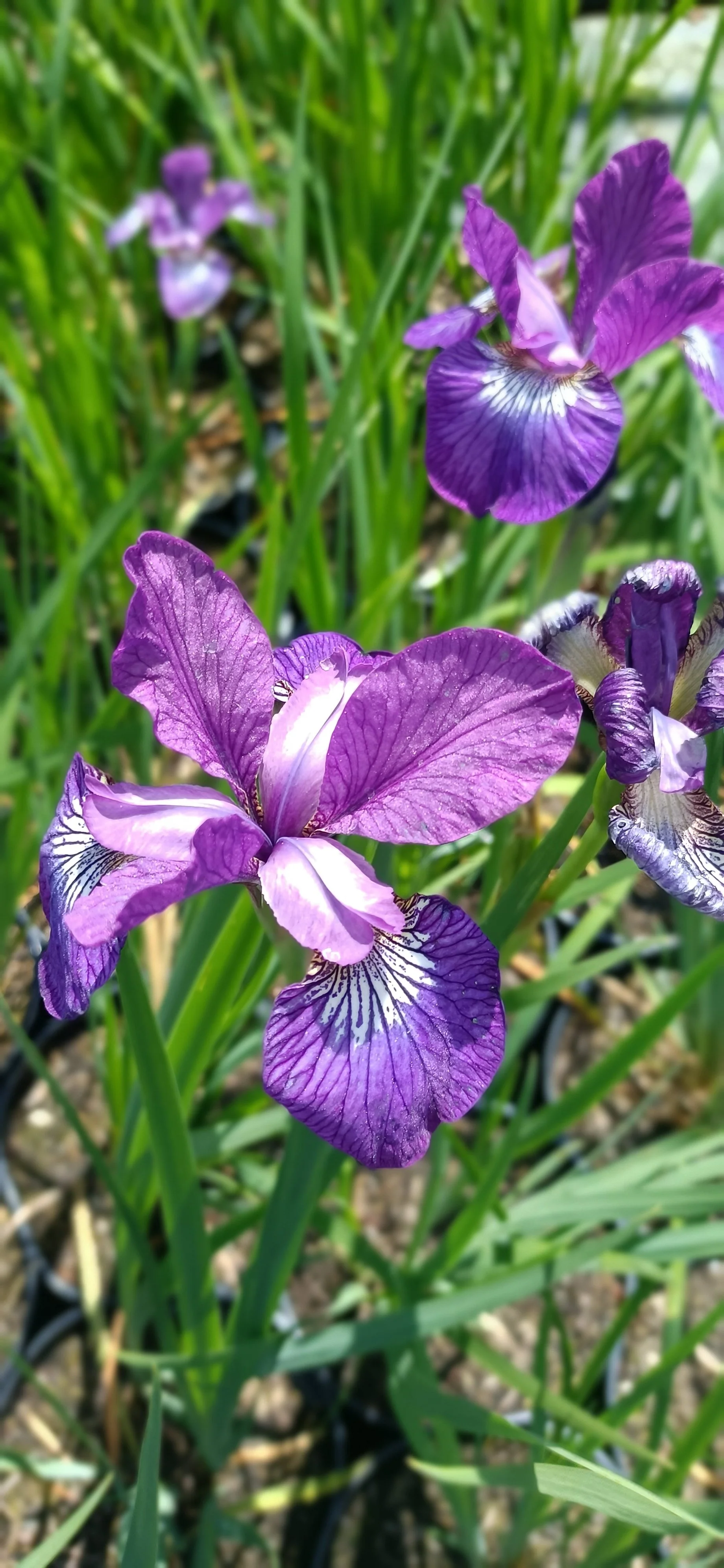 Iris germanica 'Braithwaite' - 3Ltr Pots — Plants For Design